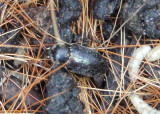 Dermestes frischi; Fringed Larder Beetle; exotic