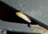 Elymana inornata; Leafhopper species