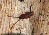 Uleiota dubia; Sylvanid Flat Bark Beetle species