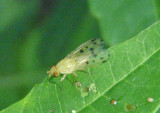 Homoneura Lauxaniid Fly species