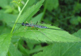 Podoschistus vittifrons; Ichneumon Wasp species; female