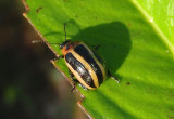 Calligrapha californica; Leaf Beetle species