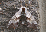 7822.2 - Smerinthus astarte; Sphinx Moth species