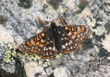 Euphydryas anicia; Anicia Checkerspot