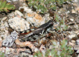 Melanoplus dodgei; Dodges Short-wing Grasshopper; male