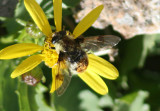 Sericomyia flagrans; Spot-winged Pond Fly; female
