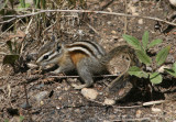 Least Chipmunk