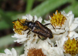Gnathacmaeops pratensis; Flower Longhorn species