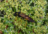 Tenthredo maxima; Common Sawfly species; female