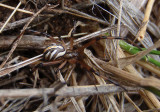 Latrodectus hesperus; Western Black Widow; immature