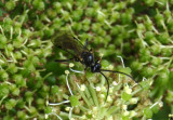 Cryptinae Ichneumon Wasp species