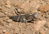 Arphia pseudonietana; Red-winged Grasshopper