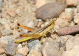 Mermiria bivittata; Two-striped Mermiria; male