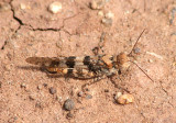 Trimerotropis pallidipennis; Pallid-winged Grasshopper