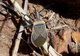 Chelinidea vittiger; Cactus Coreid