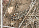 Ageneotettix deorum; White-whiskered Grasshopper; female