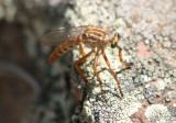 Diogmites angustipennis; Hanging-thief Robber Fly species