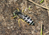 Bembix Sand Wasp species