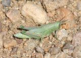 Hesperotettix speciosus; Showy Grasshopper