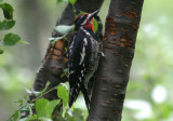 Red-naped Sapsucker; male