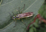 Rhogogaster Common Sawfly species