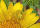 Mecaphesa Crab Spider species