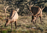 Elk; Bulls