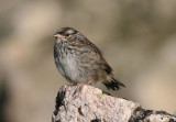 White-crowned Sparrow; juvenile