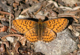 Boloria chariclea; Arctic Fritillary