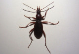 Rhadine Ground Beetle species