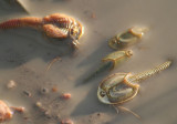 Triops longicaudatus; Tadpole Shrimp species