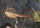 Triops longicaudatus; Tadpole Shrimp species