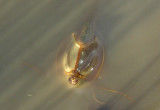 Triops longicaudatus; Tadpole Shrimp species 