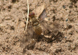 Dipalta serpentina; Bee Fly species