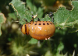 Leptinotarsa decemlineata; Colorado Potato Beetle larva