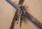 Xanthippus corallipes; Red-shanked Grasshopper