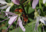 Timulla subhyalina; Velvet Ant species; male