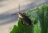 Chariessa pilosa; Checkered Beetle species; male