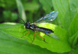 Tenthredo mellicoxa; Common Sawfly species