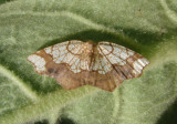 7010 - Nematocampa resistaria; Horned Spanworm Moth; female
