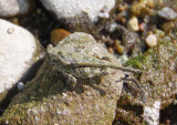 Paratettix cucullatus; Hooded Grouse Locust