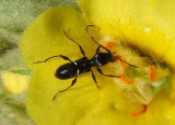 Euderces picipes; Longhorned Beetle species