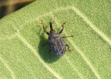 Rhyssomatus lineaticollis; Milkweed Stem Weevil
