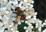 Gymnoclytia Tachinid Fly species