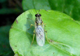 Solva pallipes; Xylomid Fly species