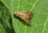 Paracantha culta; Fruit Fly species; female