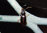Stenolophus ochropezus; Seedcorn Beetle species