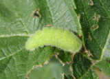 Strymon melinus; Gray Hairstreak caterpillar