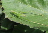 Scudderia Bush Katydid species nymph