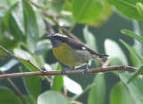 Bananaquit